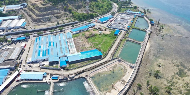 Pacu Ekspor, Budidaya Udang di Indonesia Dikembangkan Berbasis Cluster