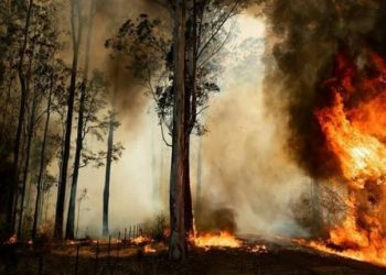‘Tak Ada Lagi Habitat Bagi Flora dan Fauna Endemik di Australia’