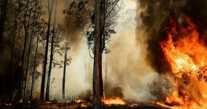 ‘Tak Ada Lagi Habitat Bagi Flora dan Fauna Endemik di Australia’