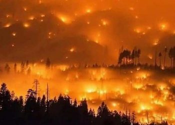 28 Orang Tewas, PM Australia Sesali Responnya Atasi Kebakaran Hutan