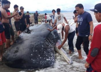 Paus Berukuran 9 Meter Mati Terdampar di Pantai Mamuju