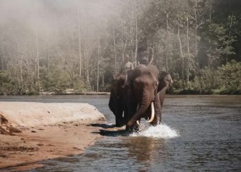 Populasi Gajah di Aceh Kian Terancam akibat Konflik dengan Manusia