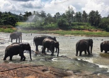 Lebih Tiga Ratus Satwa Gajah Mati di Sri Lanka Sepanjang 2019