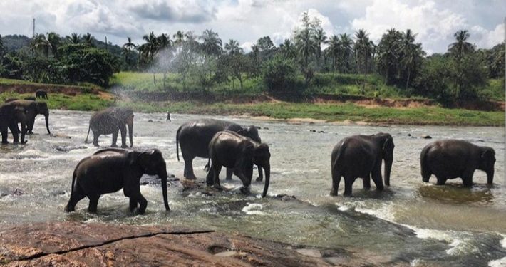 Lebih Tiga Ratus Satwa Gajah Mati di Sri Lanka Sepanjang 2019
