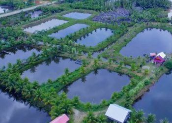 Indonesia Segera Bangun Pusat Induk Ikan Unggul Nasional ﻿