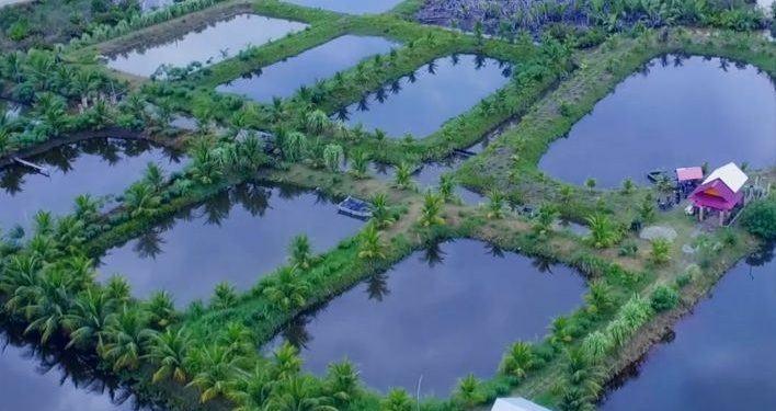 Indonesia Segera Bangun Pusat Induk Ikan Unggul Nasional ﻿