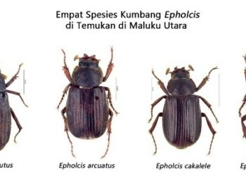 Peneliti Temukan Empat Spesies Baru Kumbang di Maluku Utara