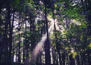 Perubahan Iklim Pengaruhi Reproduksi Benih dan Spesies Pohon Hutan