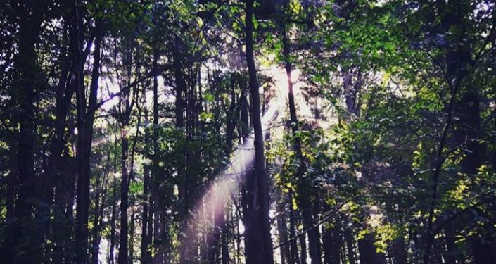 Perubahan Iklim Pengaruhi Reproduksi Benih dan Spesies Pohon Hutan