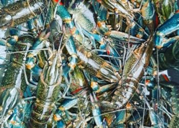 Ekspor Dibawah Vietnam, Indonesia Pacu Industri Budidaya Lobster