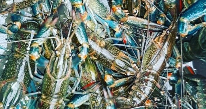 Ekspor Dibawah Vietnam, Indonesia Pacu Industri Budidaya Lobster