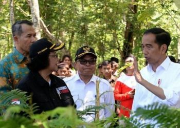 Selamatkan Ekologi, Jokowi Dorong Gerakan Sosial Melalui Agroforestry ﻿