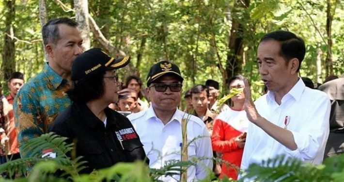 Selamatkan Ekologi, Jokowi Dorong Gerakan Sosial Melalui Agroforestry ﻿