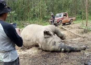 Seekor Gajah Sumatera Ditemukan Mati di Area Hutan Tanaman Industri di Bengkalis