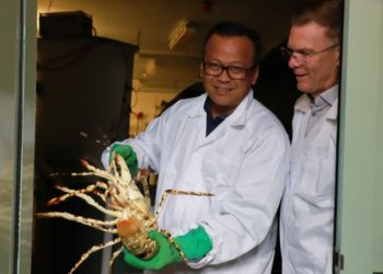 Kolaborasi IMAS Australia, Indonesia Siap Kembangkan Riset dan Teknologi Budidaya Lobster