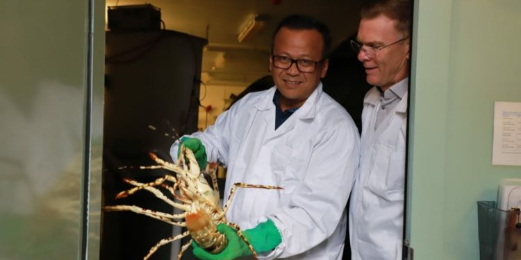 Kolaborasi IMAS Australia, Indonesia Siap Kembangkan Riset dan Teknologi Budidaya Lobster