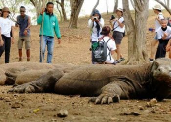 45 Ribu Wisatawan Dunia Batal Liburan di Taman Nasional Komodo