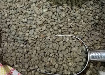 Kopi Arabika dari Gowa Siap Menembus  Pasar Eropa