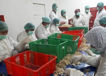 Hadapi Resesi, Industri Pengolahan Ikan Jadi Tumpuan Baru Indonesia