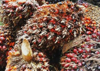 Belanda Siap Galang Investor Global Dukung Produksi CPO Indonesia