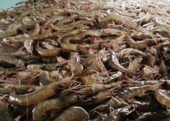 Indonesia Didorong Manfaatkan Enzim dan Bioteknologi Herbal untuk Budidaya Udang Vannamei