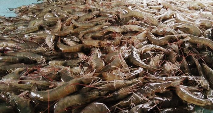 Indonesia Didorong Manfaatkan Enzim dan Bioteknologi Herbal untuk Budidaya Udang Vannamei