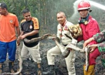 Kebakaran Hutan di Riau Jadi Petaka Bagi Kelangsungan Hidup Flora dan Fauna