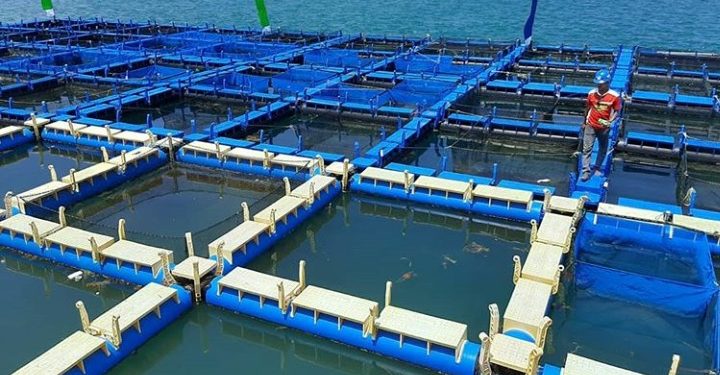 Asa Ditengah Corona, Perikanan Budidaya Indonesia Siap Panen 450 Ribu Ton
