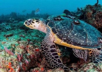 Dimasa Pandemi Covid-19, Kawanan Penyu Bebas Bertelur di Pantai Thailand dan Florida