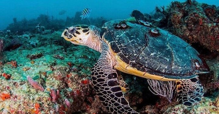 Dimasa Pandemi Covid-19, Kawanan Penyu Bebas Bertelur di Pantai Thailand dan Florida