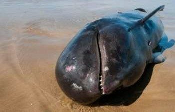 Paus Pilot Mati Terdampar di Pantai Lebak