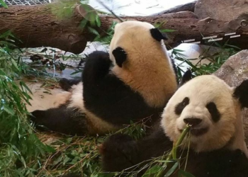 Efek Covid-19, Kanada Pulangkan Dua Satwa Panda ke China