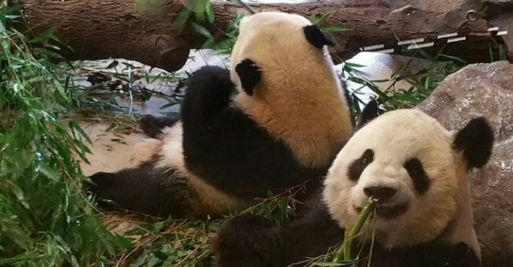 Efek Covid-19, Kanada Pulangkan Dua Satwa Panda ke China