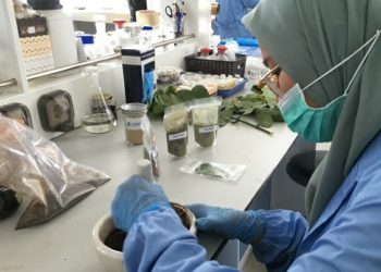 LIPI Kembangkan Riset Antivirus Covid-19 dari Ekstrak Daun Ketepeng dan Benalu