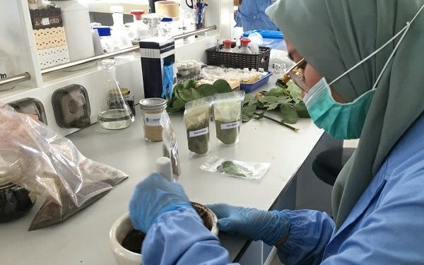 LIPI Kembangkan Riset Antivirus Covid-19 dari Ekstrak Daun Ketepeng dan Benalu