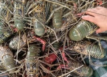 Taman Nasional Wakatobi Kembangkan Budidaya Lobster Mutiara