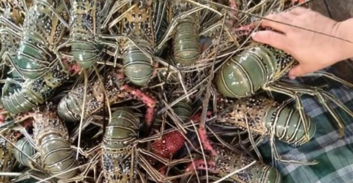 Taman Nasional Wakatobi Kembangkan Budidaya Lobster Mutiara