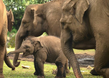 Lahir di Masa Pandemi, Bayi Gajah di Taman Safari Indonesia Diberi Nama Covid