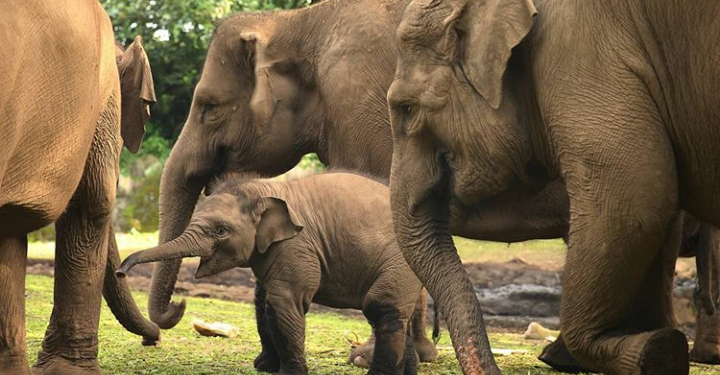Lahir di Masa Pandemi, Bayi Gajah di Taman Safari Indonesia Diberi Nama Covid