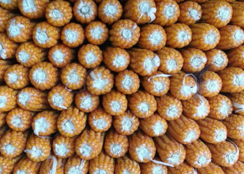 Gorontalo Siap Ekspor 12.000 Ton Jagung ke Filipina
