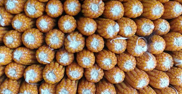 Gorontalo Siap Ekspor 12.000 Ton Jagung ke Filipina