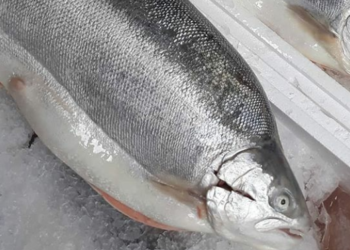 Covid-19 Merebak di Beijing, Ikan Salmon Ditarik dari Pasaran