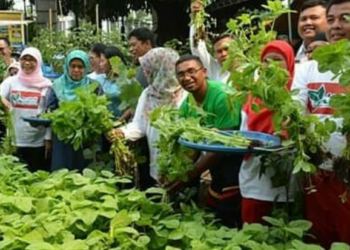 Urban Farming di Jakarta, Gairah Baru di Tengah Covid-19