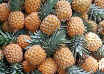 Petani di Pemalang Berhasil Ekspor 12 Ton Buah Nanas ke Arab Saudi