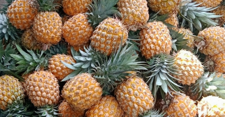 Petani di Pemalang Berhasil Ekspor 12 Ton Buah Nanas ke Arab Saudi