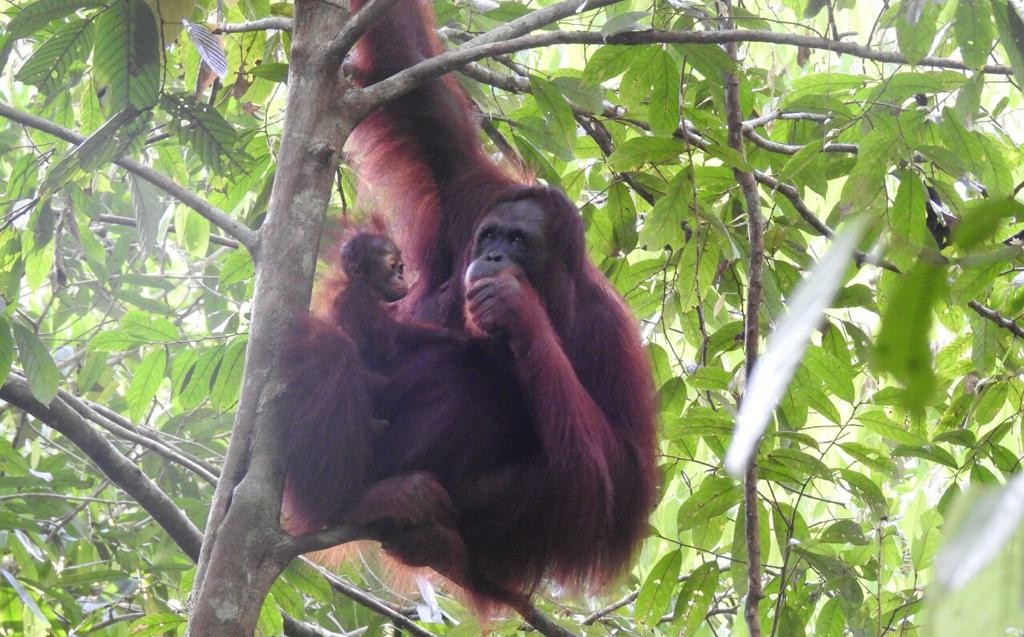 4 Bayi Orangutan Lahir di Taman Nasional Bukit Baka Bukit Raya 4
