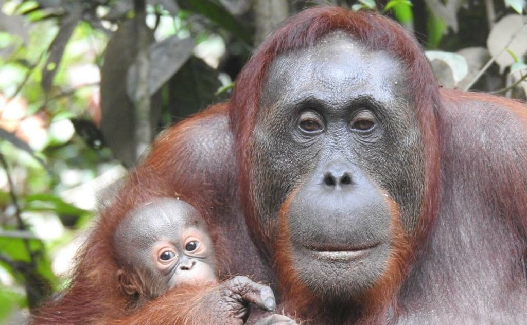 4 Bayi Orangutan Lahir di Taman Nasional Bukit Baka Bukit Raya 3