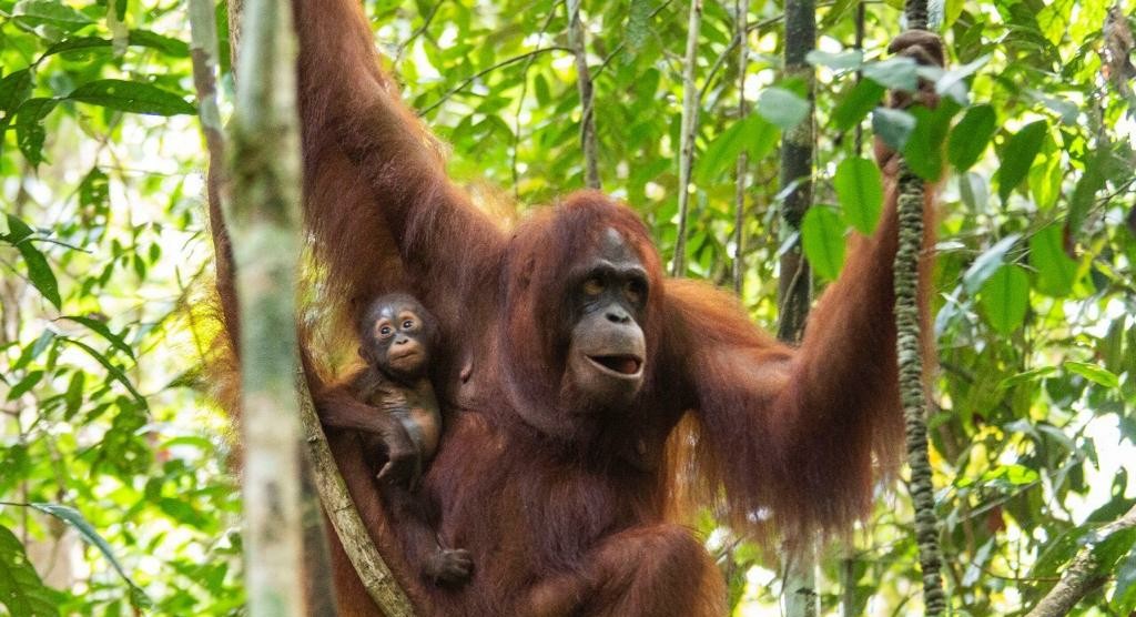 4 Bayi Orangutan Lahir di Taman Nasional Bukit Baka Bukit Raya 2