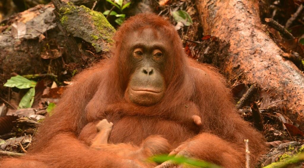 4 Bayi Orangutan Lahir di Taman Nasional Bukit Baka Bukit Raya 1