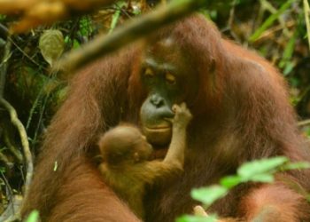 4 Bayi Orangutan Lahir di Taman Nasional Bukit Baka Bukit Raya